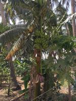 Obstplantage &ndash; &copy; Patrick Fritzsche (Eberhardt TRAVEL)