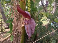 Obstplantage &ndash; &copy; Patrick Fritzsche (Eberhardt TRAVEL)