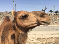 unterwegs in West-Salalah &ndash; &copy; Patrick Fritzsche (Eberhardt TRAVEL)