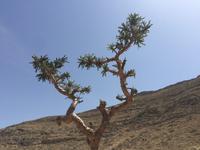 Weihrauchbaum &ndash; &copy; Patrick Fritzsche (Eberhardt TRAVEL)