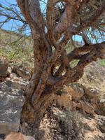 Weihrauchbaum &ndash; &copy; Ralf Mehnert (Eberhardt TRAVEL)