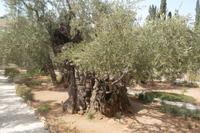 Garthen Gethsemane &ndash; &copy; Michael Krause (Eberhardt TRAVEL)