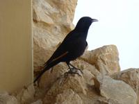 Masada - Tristramstar &ndash; &copy; Ralf Kuchenbecker (Eberhardt TRAVEL)