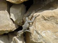 Kerak &ndash; &copy; Ralf Kuchenbecker (Eberhardt TRAVEL)