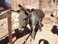 Petra