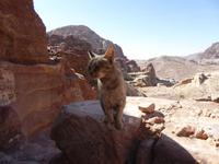 Petra &ndash; &copy; Sabine Letzybyll (Eberhardt TRAVEL)