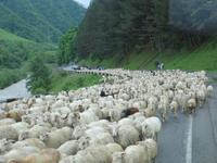 Schäfchenzählen  zum Einschlafen &ndash; &copy; Jürgen Schmeißer (Eberhardt TRAVEL)