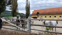 Lipizzaner- Gestüt Piber &ndash; &copy; Marlies Thrum (Eberhardt TRAVEL)