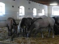 Gestüt Piber &ndash; &copy; Kerstin Hugel (Eberhardt TRAVEL)