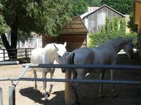 Gestüt Piber &ndash; &copy; Kerstin Hugel (Eberhardt TRAVEL)