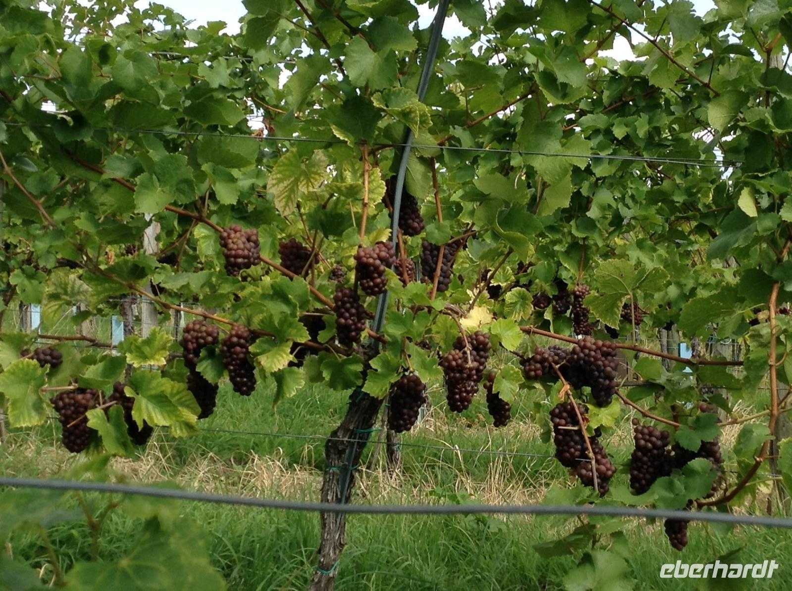 in den Weinbergen &ndash; &copy; Uta Schöne (Eberhardt TRAVEL)
