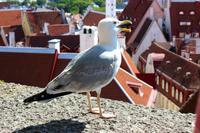 043-Tallinn &ndash; &copy; Stefanie Richter (Eberhardt TRAVEL)