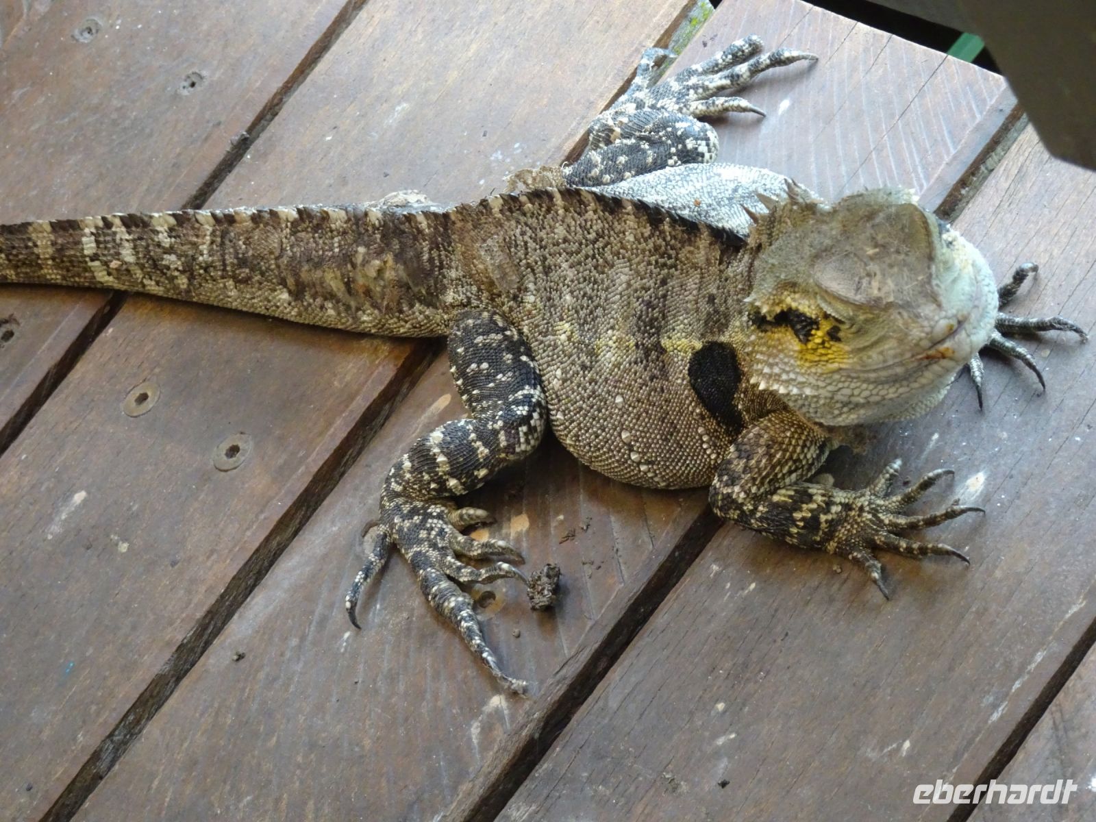 Kuranda - Australien  &ndash; &copy; Sabine Letzybyll (Eberhardt TRAVEL)