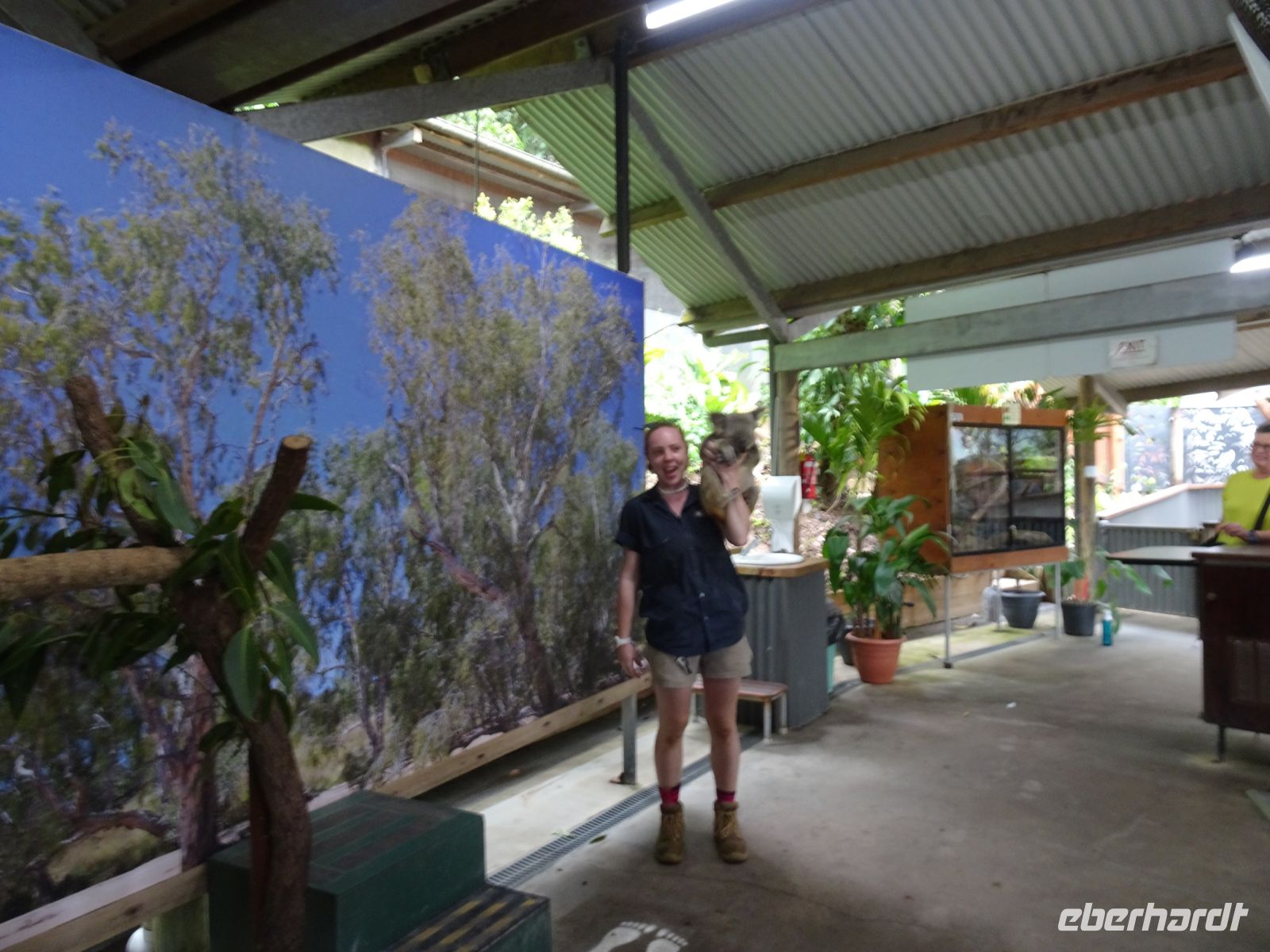 Koala Park Kuranda Australien  &ndash; &copy; Sabine Letzybyll (Eberhardt TRAVEL)