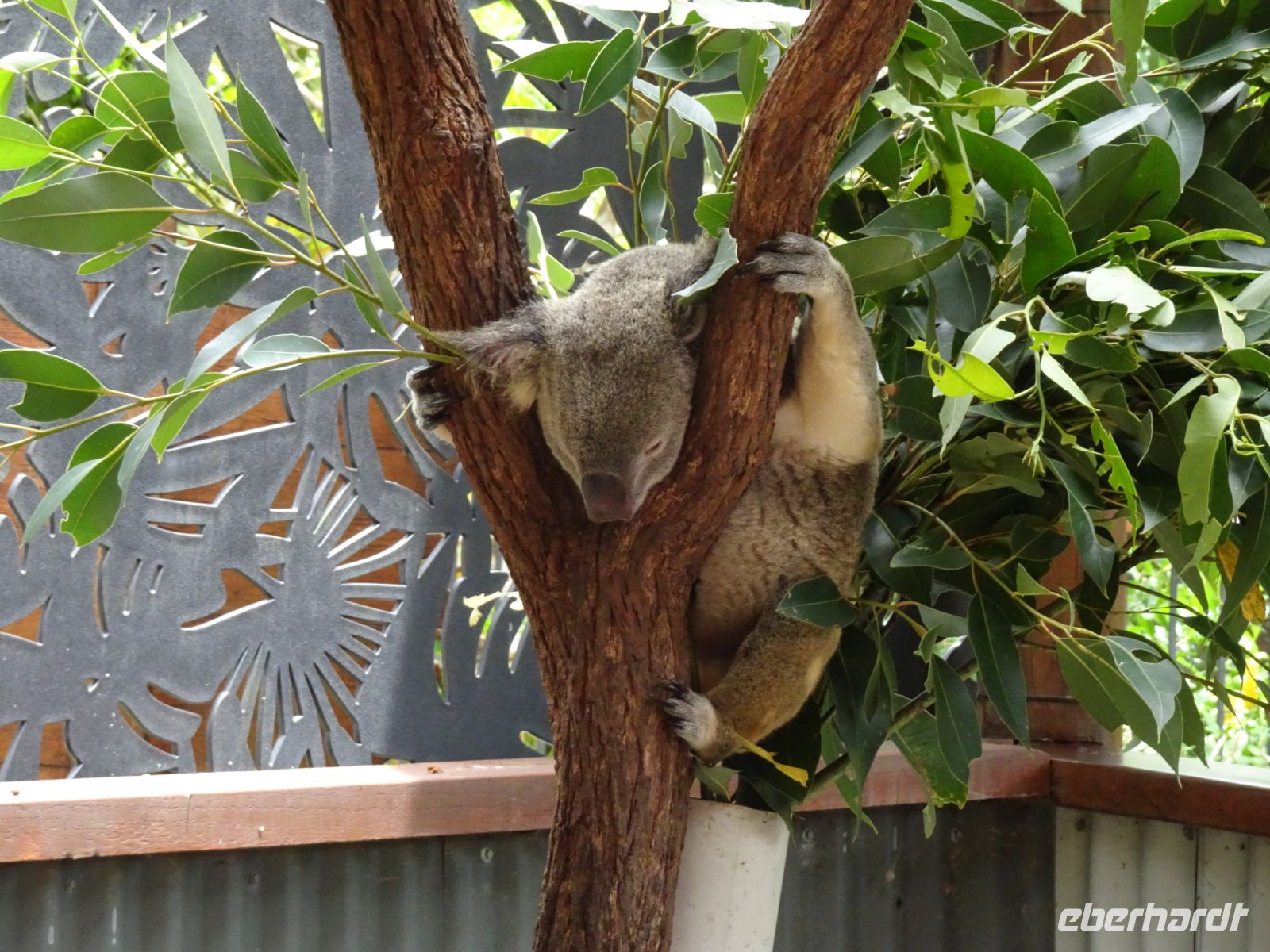 Australien - Kuranda - Koala Park  &ndash; &copy; Sabine Letzybyll (Eberhardt TRAVEL)