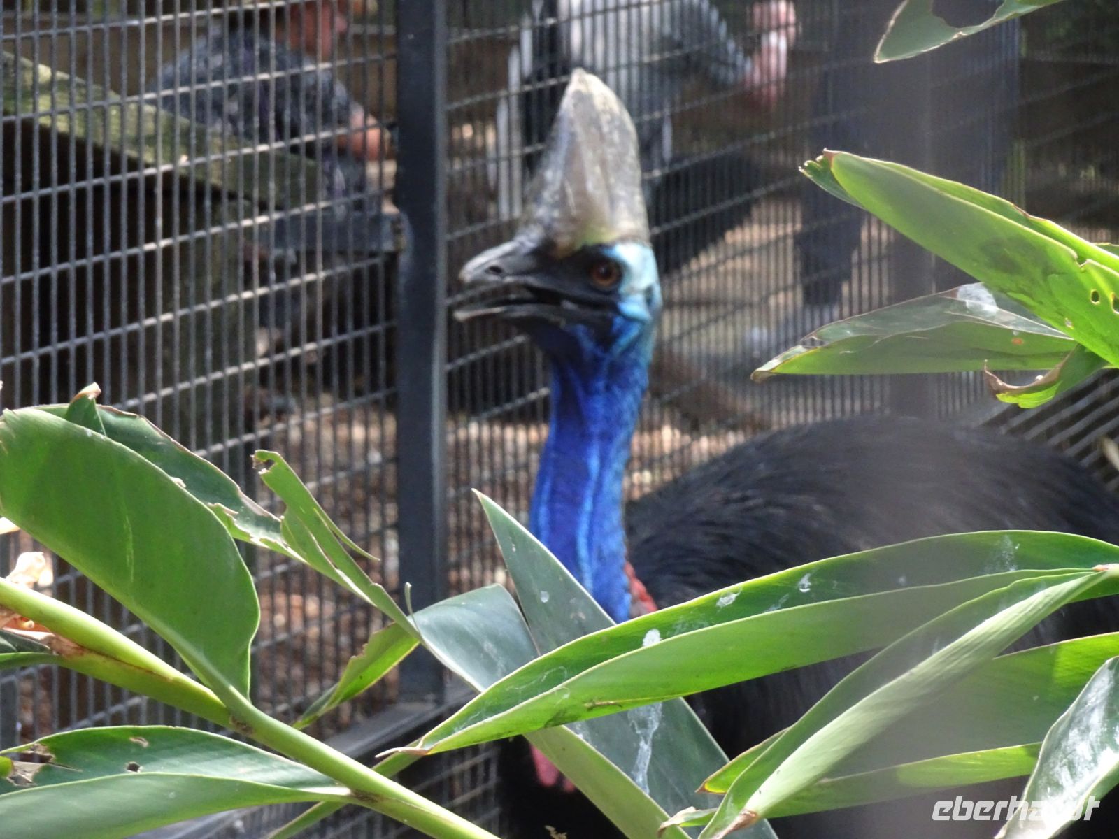 Australien - Sydney - Featherdale Wildlife Park  &ndash; &copy; Sabine Letzybyll (Eberhardt TRAVEL)