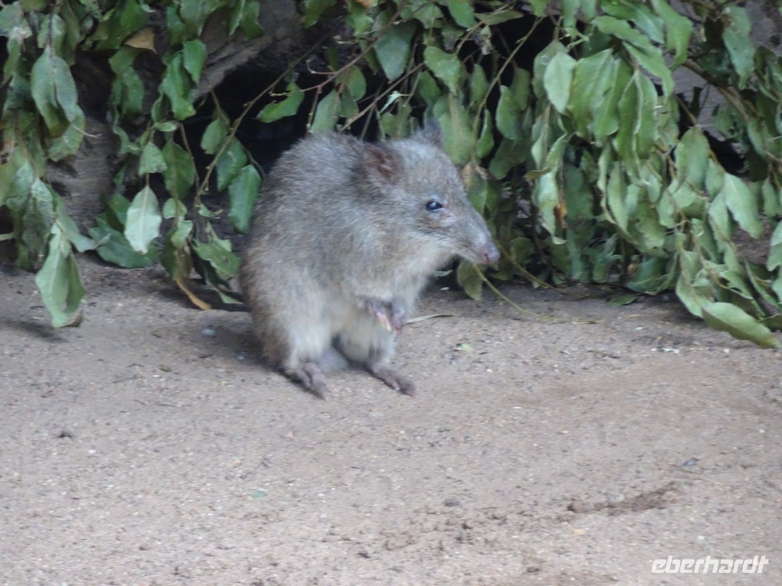 Australien - Sydney - Featherdale Wildlife Park  &ndash; &copy; Sabine Letzybyll (Eberhardt TRAVEL)