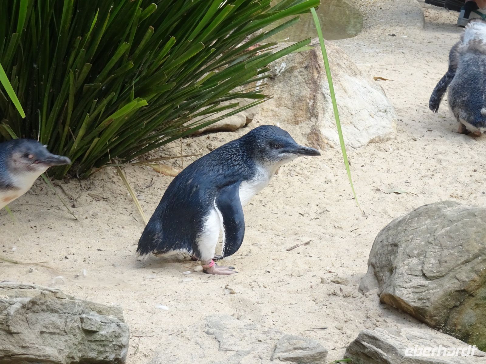 Australien - Sydney - Featherdale Wildlife Park  &ndash; &copy; Sabine Letzybyll (Eberhardt TRAVEL)