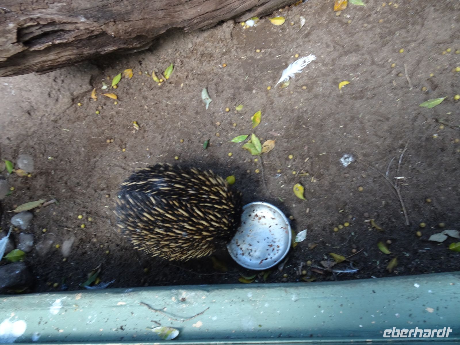 Australien - Sydney - Featherdale Wildlife Park  &ndash; &copy; Sabine Letzybyll (Eberhardt TRAVEL)