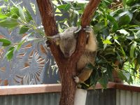 Australien - Kuranda - Koala Park  &ndash; &copy; Sabine Letzybyll (Eberhardt TRAVEL)