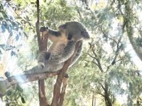 Koala  &ndash; &copy; Sabine Letzybyll (Eberhardt TRAVEL)