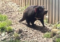 Australien - Tasmanien - Wings Wildlife Park - Tasmanischer Teufel &ndash; &copy; Sabine Letzybyll (Eberhardt TRAVEL)