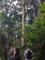 32. Kuranda. &ndash; &copy; Teresa Rumpel (Eberhardt TRAVEL)