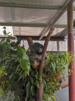 40. Kuranda. &ndash; &copy; Teresa Rumpel (Eberhardt TRAVEL)
