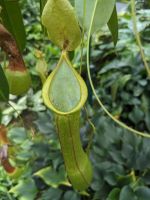 44. Botanischer Garten Cairns &ndash; &copy; Teresa Rumpel (Eberhardt TRAVEL)