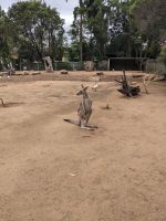 139. Featherdale Park &ndash; &copy; Teresa Rumpel (Eberhardt TRAVEL)