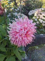 229. Dunedin &ndash; &copy; Teresa Rumpel (Eberhardt TRAVEL)