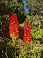 230. Dunedin &ndash; &copy; Teresa Rumpel (Eberhardt TRAVEL)