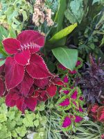 353. Auckland &ndash; &copy; Teresa Rumpel (Eberhardt TRAVEL)