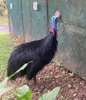 Kasuar, Kuranda &ndash; &copy; Mareike Schmidt (Eberhardt TRAVEL)