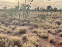 Outback &ndash; &copy; Mareike Schmidt (Eberhardt TRAVEL)