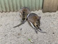 Wallabies, Wildlife Park, Sydney &ndash; &copy; Mareike Schmidt (Eberhardt TRAVEL)