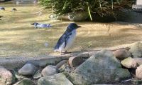 Blaupinguin, Wildlife Park, Sydney &ndash; &copy; Mareike Schmidt (Eberhardt TRAVEL)