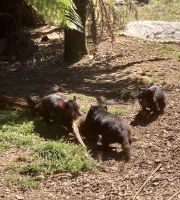 Tasmanischer Teufel, Wildlife Park Burnie &ndash; &copy; Mareike Schmidt (Eberhardt TRAVEL)