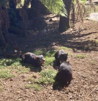 Tasmanischer Teufel, Wildlife Park Burnie &ndash; &copy; Mareike Schmidt (Eberhardt TRAVEL)