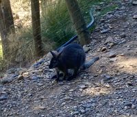 Wallabie, Wildlife Park Burnie &ndash; &copy; Mareike Schmidt (Eberhardt TRAVEL)