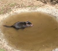 Tasmanischer Teufel, Wildlife Park Burnie &ndash; &copy; Mareike Schmidt (Eberhardt TRAVEL)