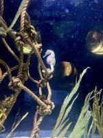 Aquarium, Napier &ndash; &copy; Mareike Schmidt (Eberhardt TRAVEL)
