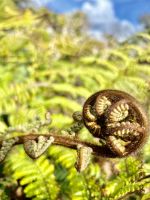 ein neues Farnblatt entsteht ...DAS neuseeländische Motiv &ndash; &copy; Birgit Kirchner (Eberhardt TRAVEL)