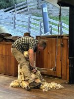 die Schafschur  &ndash; &copy; Birgit Kirchner (Eberhardt TRAVEL)