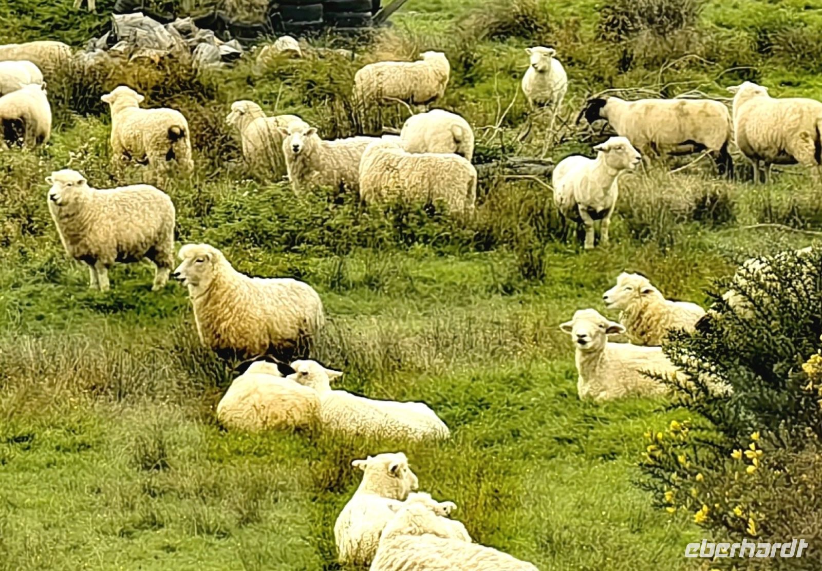 Schafherde bei Asburton &ndash; &copy; Simone Willner (Eberhardt TRAVEL)