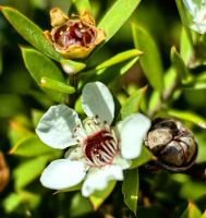 Manukablüten &ndash; &copy; Simone Willner (Eberhardt TRAVEL)