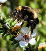 Hummel auf Manukablüte &ndash; &copy; Simone Willner (Eberhardt TRAVEL)