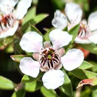 Manukablüte &ndash; &copy; Simone Willner (Eberhardt TRAVEL)