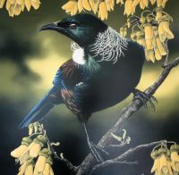 Tui Honigfresser  &ndash; &copy; Simone Willner (Eberhardt TRAVEL)