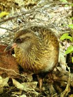Wekaralle, Abel Tasman Nationalpark &ndash; &copy; Simone Willner (Eberhardt TRAVEL)
